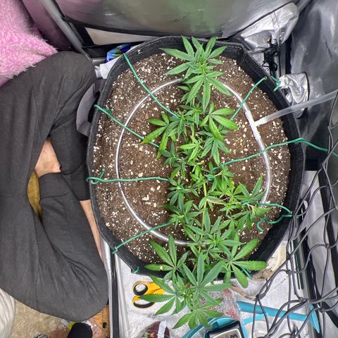 Dreamy growlog timeline photo