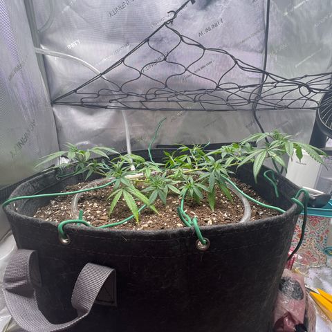 Dreamy growlog timeline photo