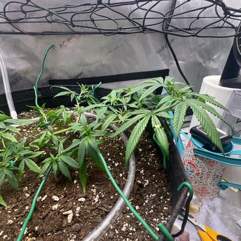 Dreamy growlog timeline photo