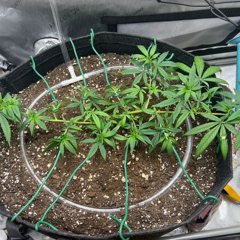 Dreamy growlog photo: Trimmed and trained