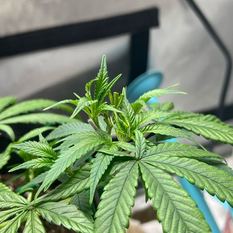 Dreamy growlog photo: Trimmed and trained