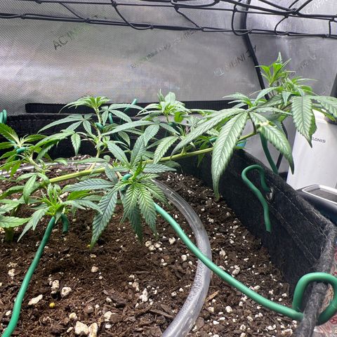Dreamy growlog photo: Trimmed and trained