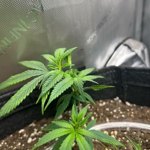 Dreamy growlog photo: Trimmed and trained