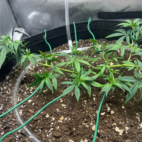 Dreamy growlog photo: Trimmed and trained
