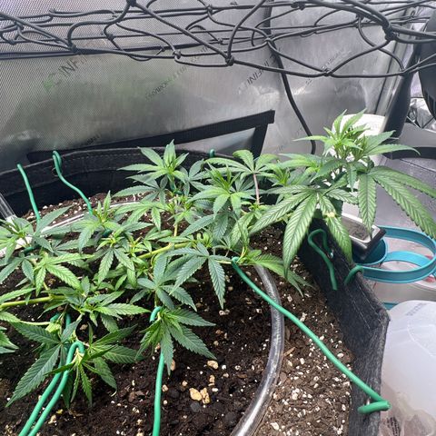 Dreamy growlog timeline photo