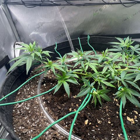 Dreamy growlog timeline photo