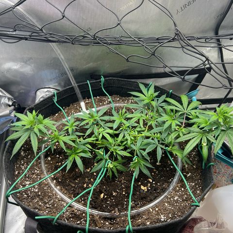 Dreamy growlog timeline photo