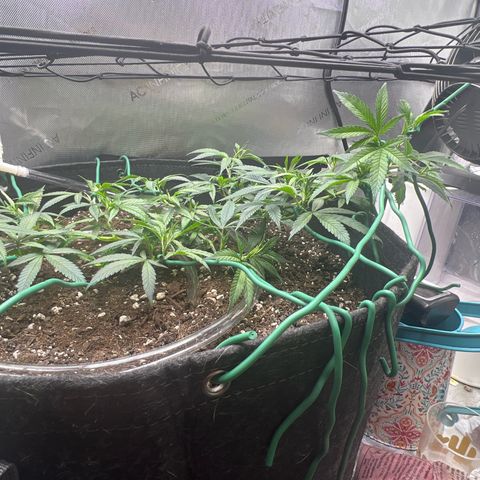Dreamy growlog photo: Just tied more down. Spread everything apart into own spacing. 