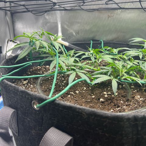 Dreamy growlog photo: Just tied more down. Spread everything apart into own spacing. 