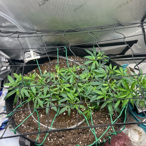 Dreamy growlog photo: Just tied more down. Spread everything apart into own spacing. 