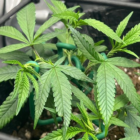 Dreamy growlog photo: Just tied more down. Spread everything apart into own spacing. 