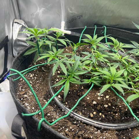 Dreamy growlog timeline photo
