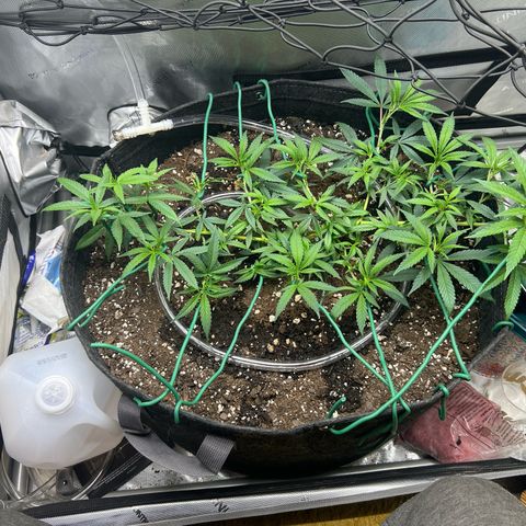 Dreamy growlog timeline photo