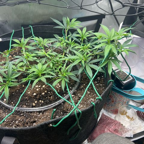 Dreamy growlog timeline photo