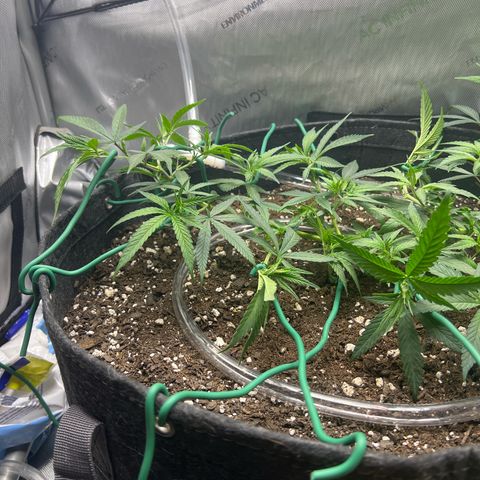Dreamy growlog timeline photo