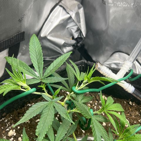 Dreamy growlog timeline photo