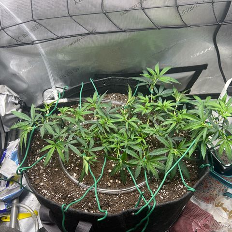 Dreamy growlog timeline photo