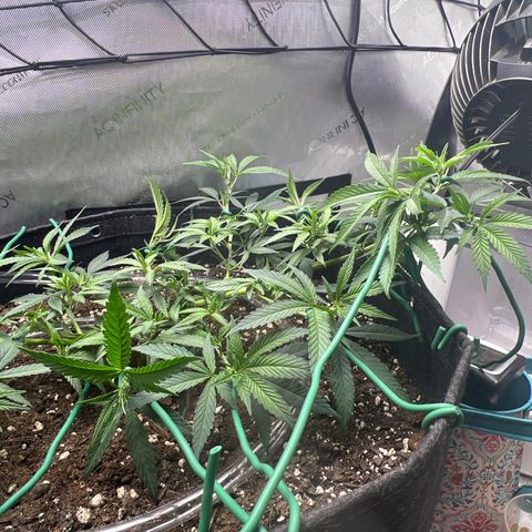 Dreamy growlog timeline photo