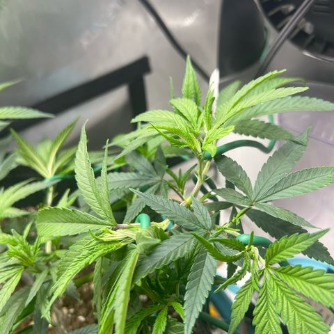 Dreamy growlog timeline photo