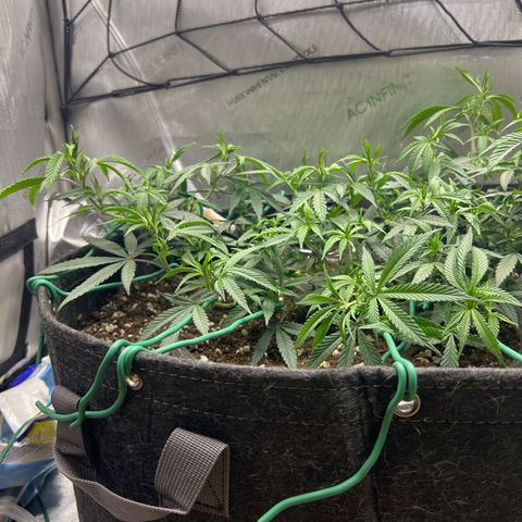 Dreamy growlog timeline photo