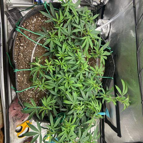Dreamy growlog timeline photo
