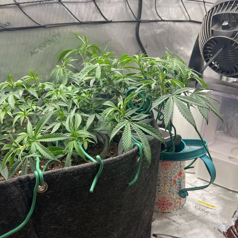 Dreamy growlog timeline photo