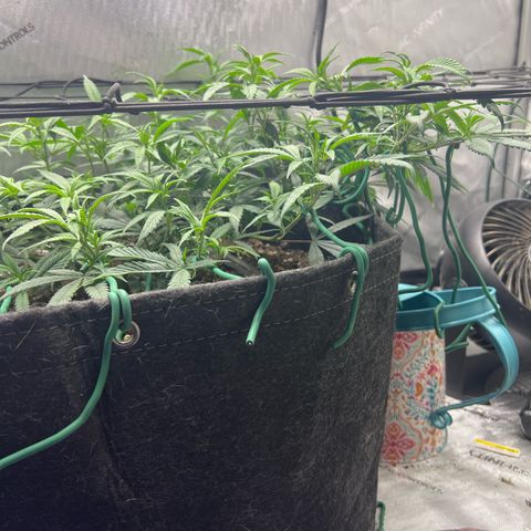 Dreamy growlog photo: Added net back in. Trimmed up a lot of the leaves. 