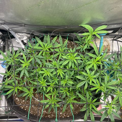 Dreamy growlog photo: Added net back in. Trimmed up a lot of the leaves. 