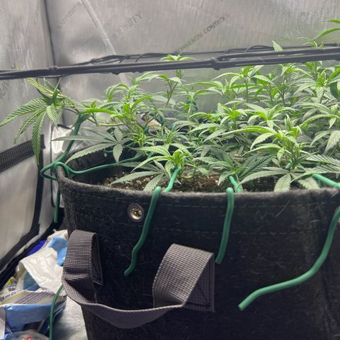 Dreamy growlog photo: Added net back in. Trimmed up a lot of the leaves. 