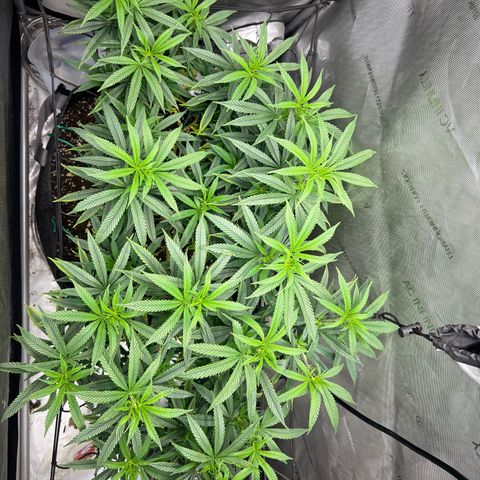 Dreamy growlog timeline photo