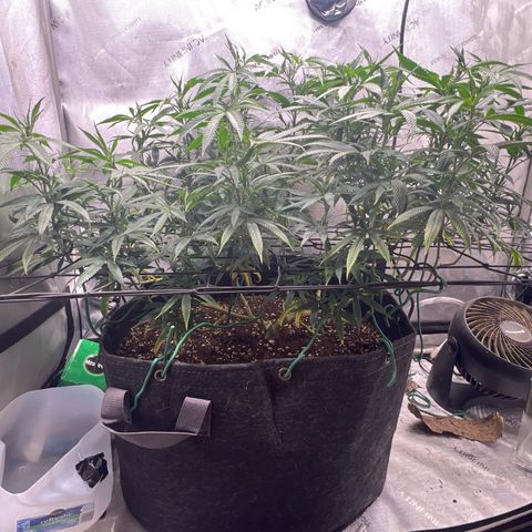 Dreamy growlog timeline photo