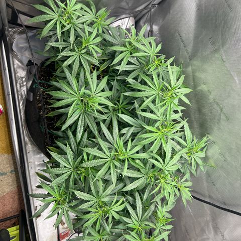 Dreamy growlog timeline photo