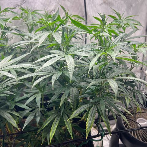 Dreamy growlog timeline photo