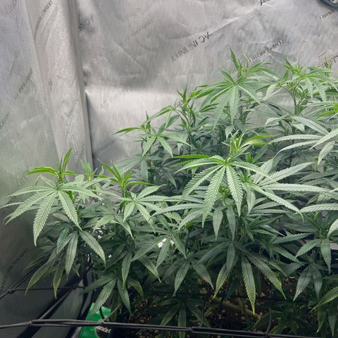 Dreamy growlog timeline photo