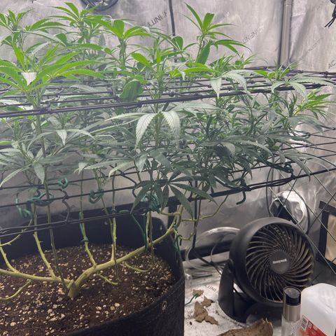 Dreamy growlog timeline photo