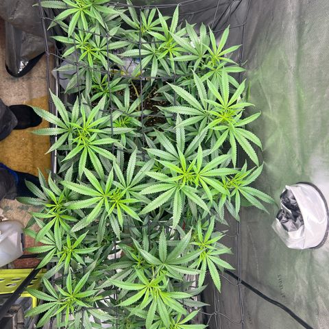 Dreamy growlog timeline photo