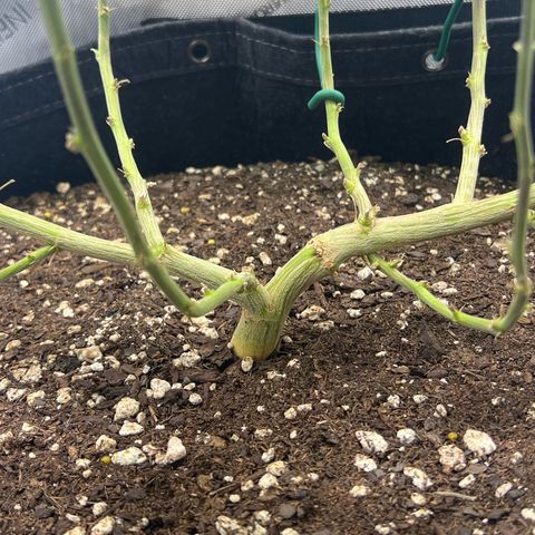 Dreamy growlog timeline photo