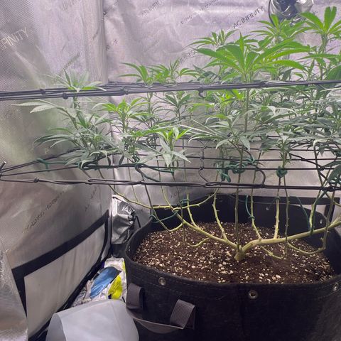 Dreamy growlog timeline photo
