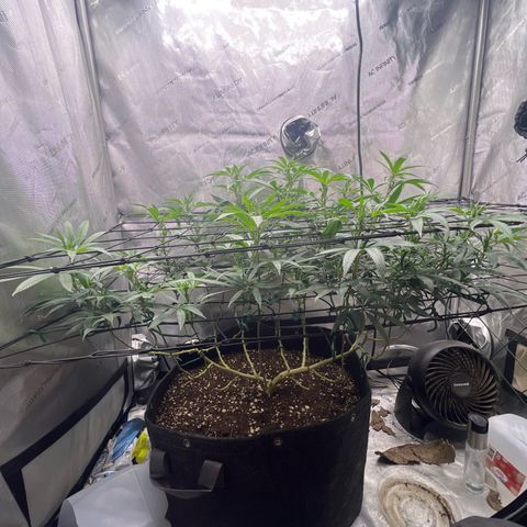 Dreamy growlog timeline photo
