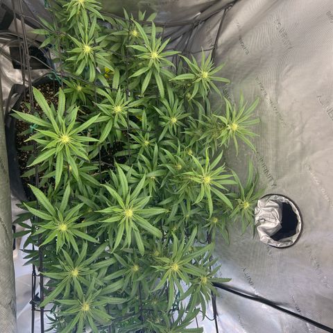 Dreamy growlog timeline photo