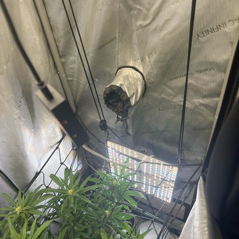 Dreamy growlog photo: Addition of supplemental side lighting of 100W