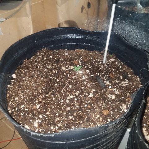 Amnesia Auto growlog timeline photo