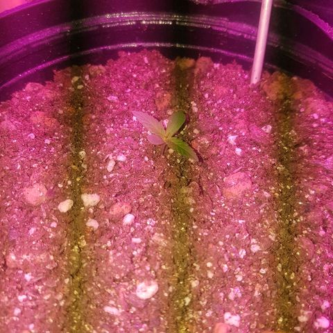 Amnesia Auto growlog timeline photo