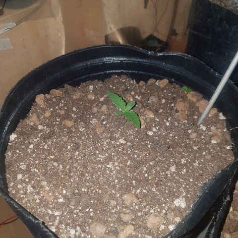 Amnesia Auto growlog timeline photo