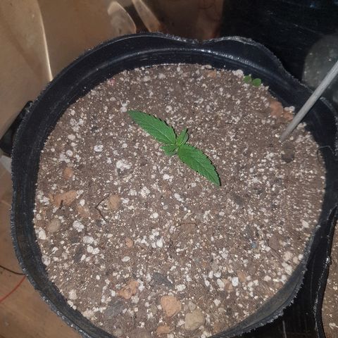 Amnesia Auto growlog timeline photo