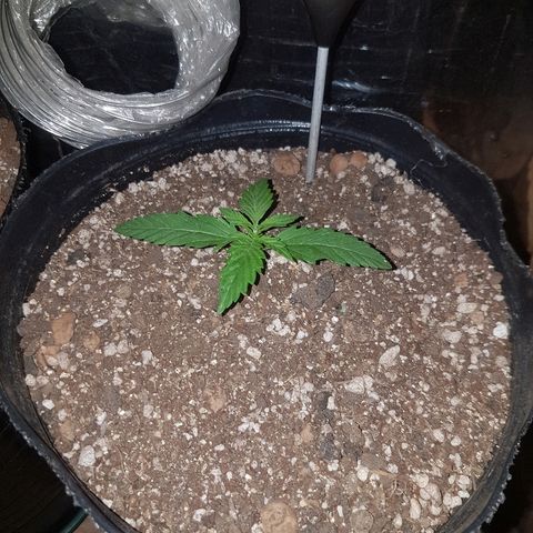 Amnesia Auto growlog timeline photo