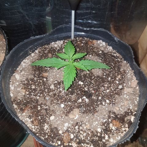 Amnesia Auto growlog timeline photo