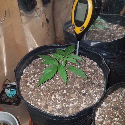 Amnesia Auto growlog timeline photo