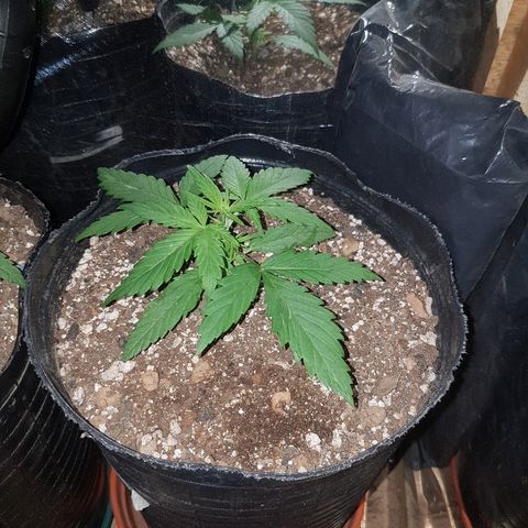 Amnesia Auto growlog timeline photo