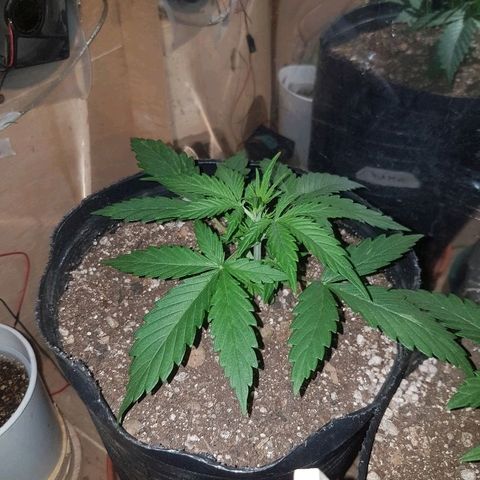 Amnesia Auto growlog timeline photo